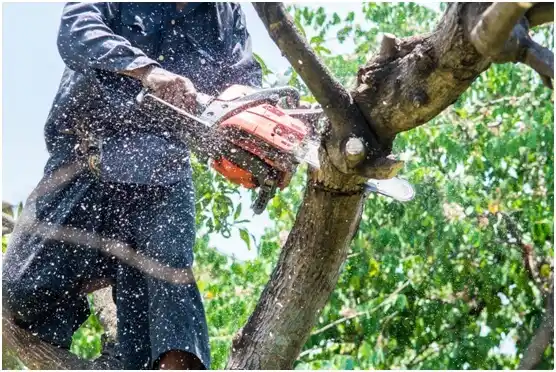 tree services Joshua